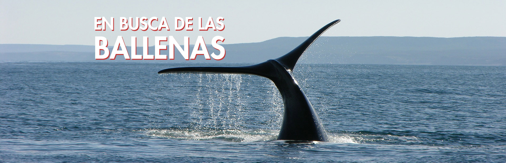 En Busca de las Ballenas